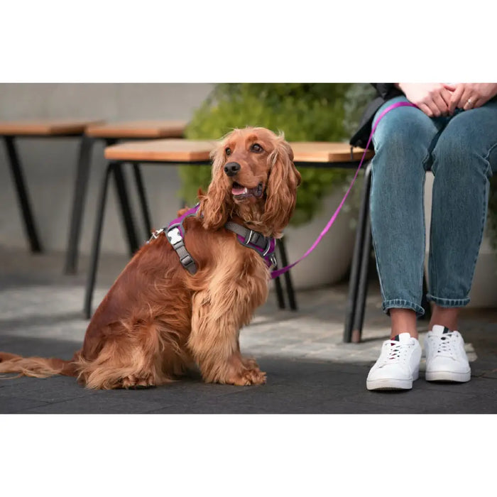 Dog Harness Red Dingo Dingo 38-58 cm 46-63 cm Purple M - Домашни Животни<<<Дом Градина<<<BigBuy&&&Пътуване и