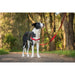 Dog Harness Red Dingo 42-59 cm Red S/M - Домашни Животни<<<Дом Градина<<<BigBuy&&&Пътуване и разходки<<<Домашни