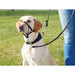 Dog Harness Trixie Black 22 cm - Домашни Животни<<<Дом Градина<<<BigBuy&&&Пътуване и разходки<<<Домашни Животни<<<Дом