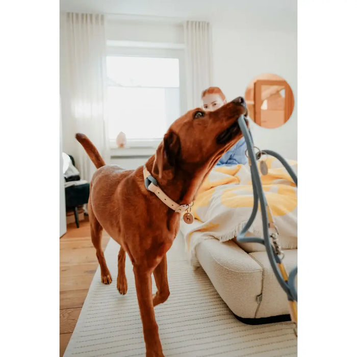 Dog Lead Hunter MALIA Blue 1 x 200 cm - Домашни Животни<<<Дом Градина<<<BigBuy&&&Пътуване и разходки<<<Домашни