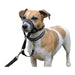 Dog Training Collars Company of Animals Halti Black Muzzle (31-40 cm) - Домашни Животни<<<Дом