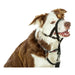 Dog Training Collars Company of Animals Halti Black Muzzle (31-40 cm) - Домашни Животни<<<Дом