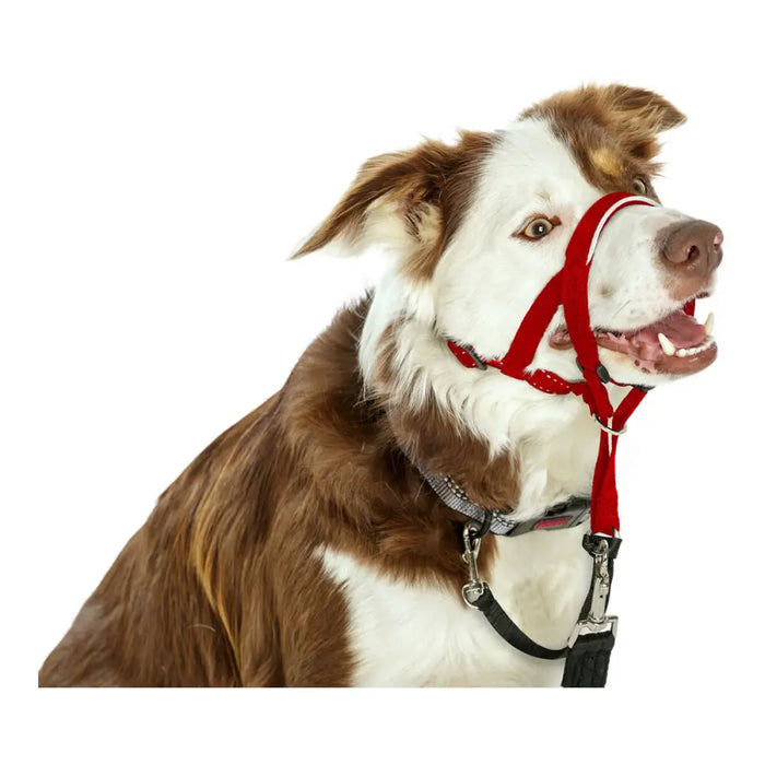 Dog Training Collars Company of Animals Halti Muzzle (35-48 cm) - Домашни Животни<<<Дом Градина<<<BigBuy&&&Пътуване и