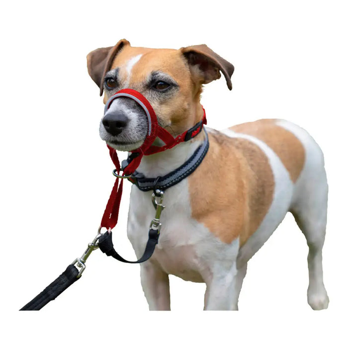 Dog Training Collars Company of Animals Halti Muzzle (35-48 cm) - Домашни Животни<<<Дом Градина<<<BigBuy&&&Пътуване и