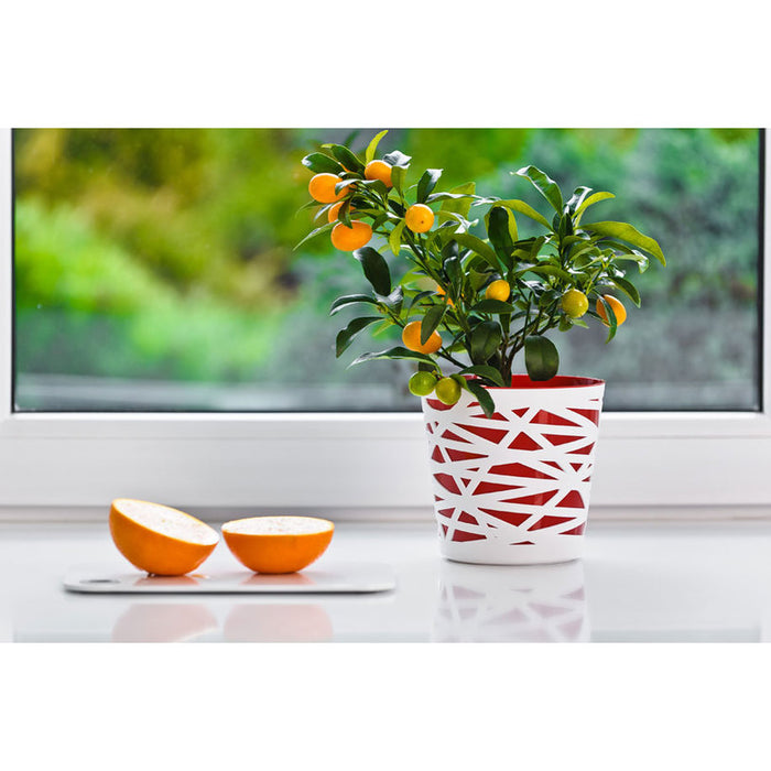 PLASTIC BOX F19CM DON PLAST BETI DB19