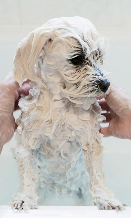 DR LUCY Home 1 long coat - shampoo for dogs - 250 ml