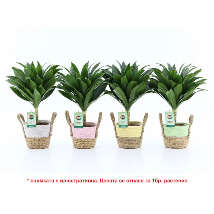 DRACENA COMPACTA - Нецъфтящи растения<<<Стайни растения<<<Градина<<<Praktiker