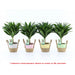 DRACENA COMPACTA - Нецъфтящи растения<<<Стайни растения<<<Градина<<<Praktiker
