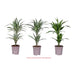 DRACENA DEREMENSIS - Нецъфтящи растения<<<Стайни растения<<<Градина<<<Praktiker