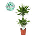 DRACENA GOLD COAST - Нецъфтящи растения<<<Стайни растения<<<Градина<<<Praktiker