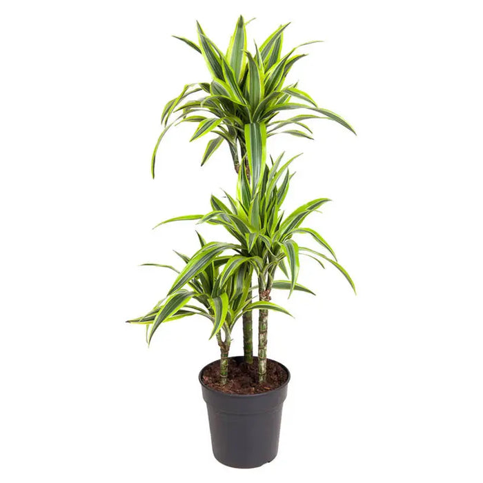 DRACENA LEMON LIME - Нецъфтящи растения<<<Стайни растения<<<Градина<<<Praktiker