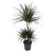 DRACENA MAGENTA - Нецъфтящи растения<<<Стайни растения<<<Градина<<<Praktiker