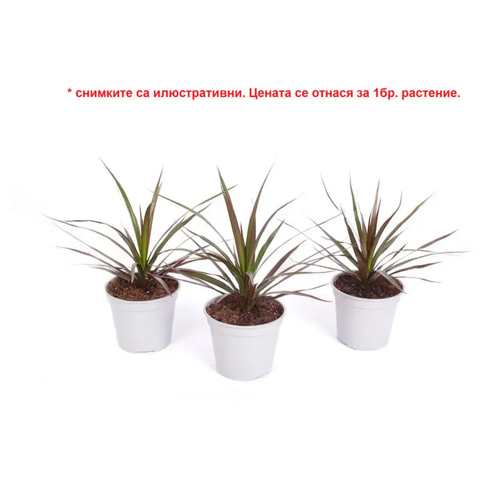 DRACENA - Нецъфтящи растения<<<Стайни растения<<<Градина<<<Praktiker