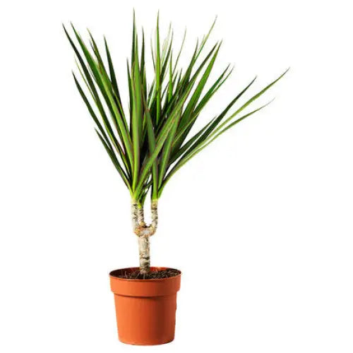 DRACENA THE MARGIN - Нецъфтящи растения<<<Стайни растения<<<Градина<<<Praktiker