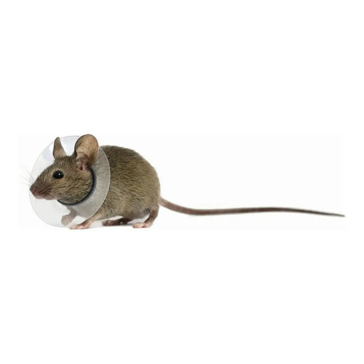Elizabethan Collar for Rodents KVP Transparent 7.5-10 cm - Домашни Животни<<<Дом Градина<<<BigBuy&&&Пътуване и