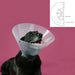 Elizabethan Dog Collar KVP Betsy Transparent (45-56 cm) - Домашни Животни<<<Дом Градина<<<BigBuy&&&Здраве и