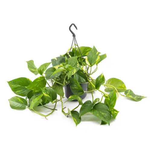 EPIPREMNUM IN VIS. COURT - Нецъфтящи растения<<<Стайни растения<<<Градина<<<Praktiker