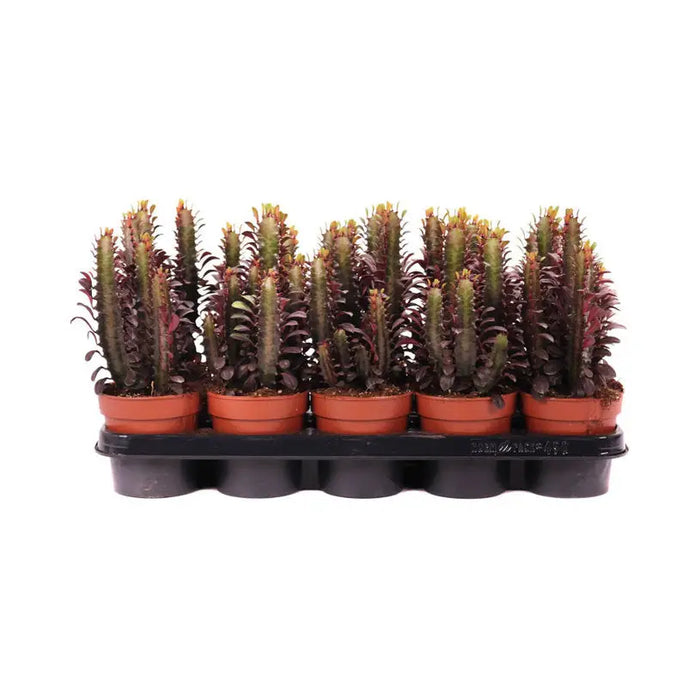 EUPHORBIA TRICHONA RUBRA - Цъфтящи растения<<<Стайни растения<<<Градина<<<Praktiker
