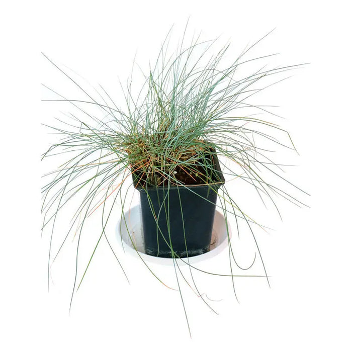 FESTUCA - Вечнозелени храсти и дръвчета<<<Външни растения<<<Градина<<<Praktiker