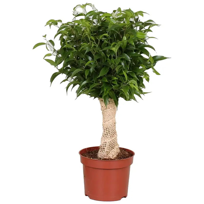 FICUS BENJAMIN NATASJA - Нецъфтящи растения<<<Стайни растения<<<Градина<<<Praktiker