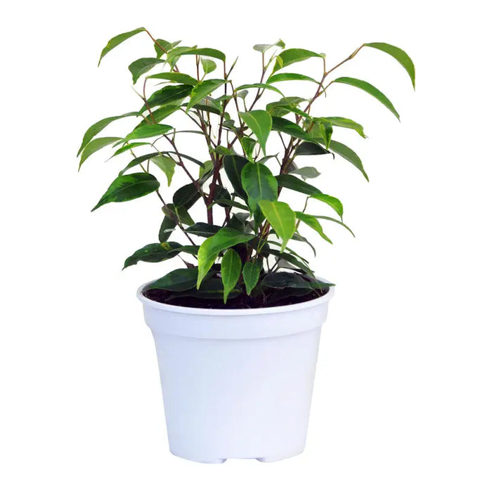 FICUS BENJAMIN - Нецъфтящи растения<<<Стайни растения<<<Градина<<<Praktiker