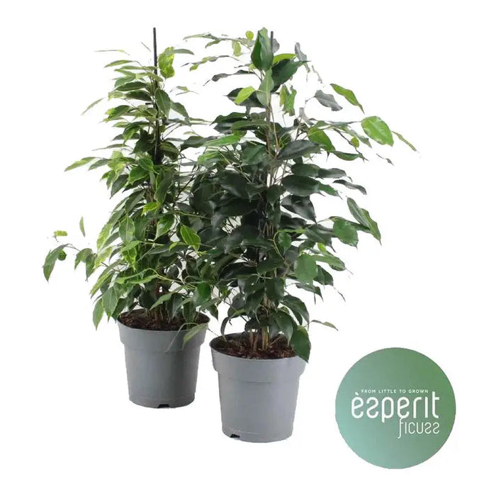 FICUS BENJAMIN ROYAL MIX - Нецъфтящи растения<<<Стайни растения<<<Градина<<<Praktiker