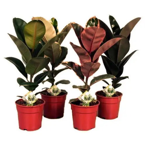 FICUS ELASTICA MIX - Нецъфтящи растения<<<Стайни растения<<<Градина<<<Praktiker