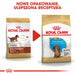 Food Royal Canin SHN Breed Dachshund Jun 1.5 kg - Dry foodDLP-KAS<<<For the dogDLP<<<ActionPL