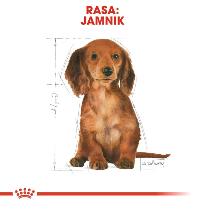 Food Royal Canin SHN Breed Dachshund Jun 1.5 kg - Dry foodDLP-KAS<<<For the dogDLP<<<ActionPL