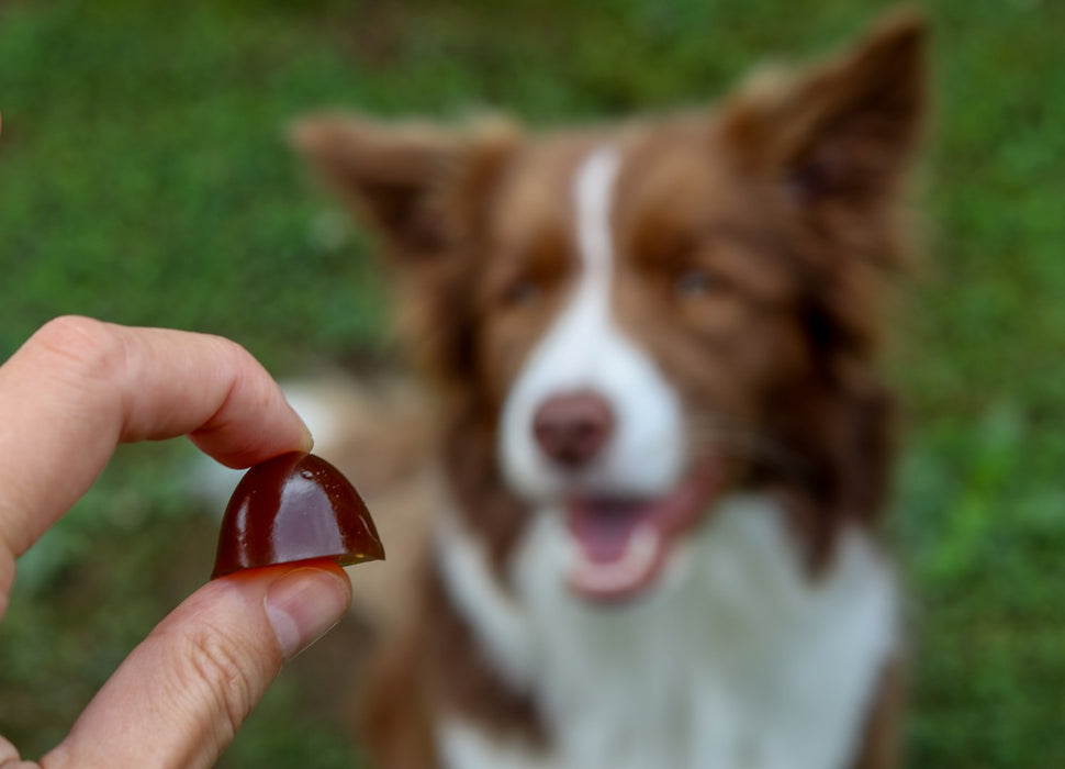 GELOREN Large dog Joints - dog vitamins - 420g