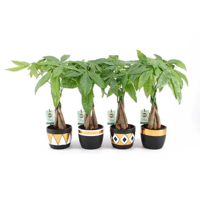 GREEN PLANTS - Нецъфтящи растения<<<Стайни растения<<<Градина<<<Praktiker