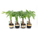 GREEN PLANTS - Нецъфтящи растения<<<Стайни растения<<<Градина<<<Praktiker