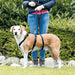 Guide harness for dog Trixie Stay Black S/M - Домашни Животни<<<Дом Градина<<<BigBuy&&&Пътуване и разходки<<<Домашни