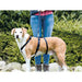 Guide harness for dog Trixie Stay Black XS/S - Домашни Животни<<<Дом Градина<<<BigBuy&&&Пътуване и разходки<<<Домашни