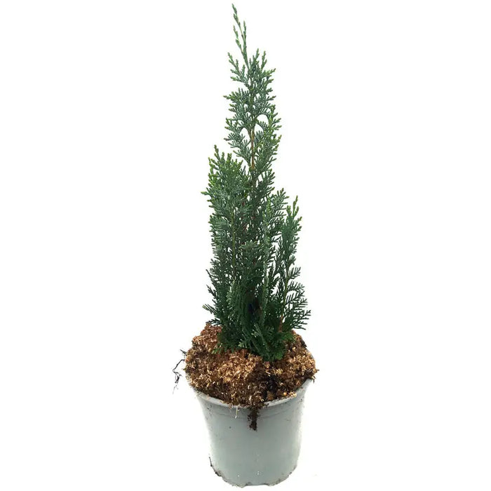HAMACYPARIS COLUMNARIS - Вечнозелени храсти и дръвчета<<<Външни растения<<<Градина<<<Praktiker