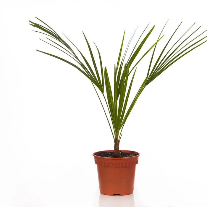 HAMAEROPS PALM - Нецъфтящи растения<<<Стайни растения<<<Градина<<<Praktiker