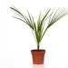 HAMAEROPS PALM - Нецъфтящи растения<<<Стайни растения<<<Градина<<<Praktiker