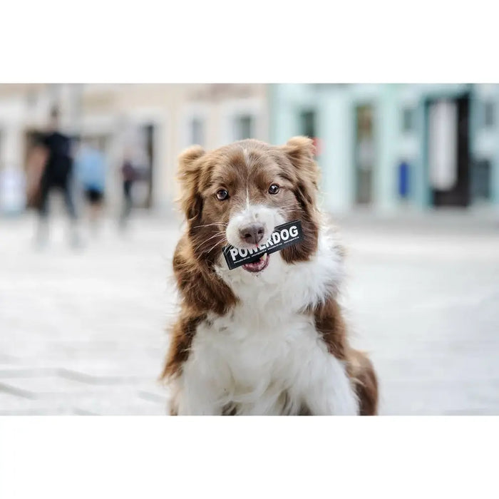 Harness tags Julius K9 151698 L 2 Units - Домашни Животни<<<Дом Градина<<<BigBuy&&&Пътуване и разходки<<<Домашни