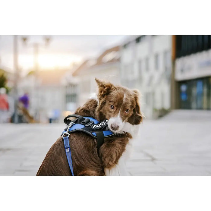 Harness tags Julius K9 151698 L 2 Units - Домашни Животни<<<Дом Градина<<<BigBuy&&&Пътуване и разходки<<<Домашни