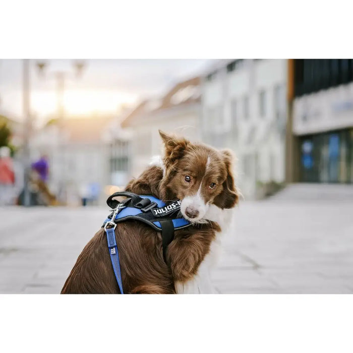 Harness tags Julius K9 DON’T TOUCH S White Black (2 Units) - Домашни Животни<<<Дом Градина<<<BigBuy&&&Пътуване и