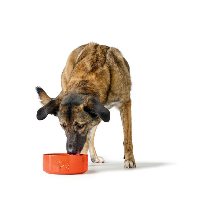 Dog Feeder Hunter OSBY Orange
