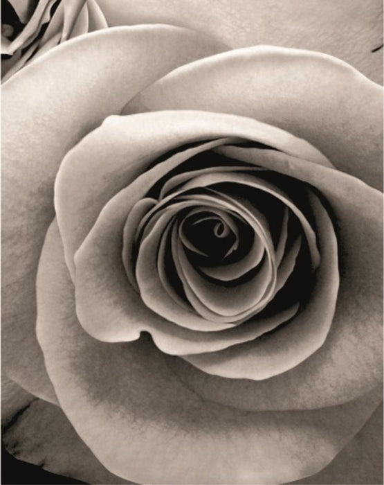 BATHROOM AND SHOWER CURTAIN ROSE