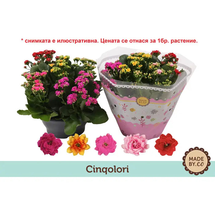 KALANCHOE CARNIVAL - Цъфтящи растения<<<Стайни растения<<<Градина<<<Praktiker
