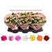 KALANCHOE ROSALINA - Цъфтящи растения<<<Стайни растения<<<Градина<<<Praktiker