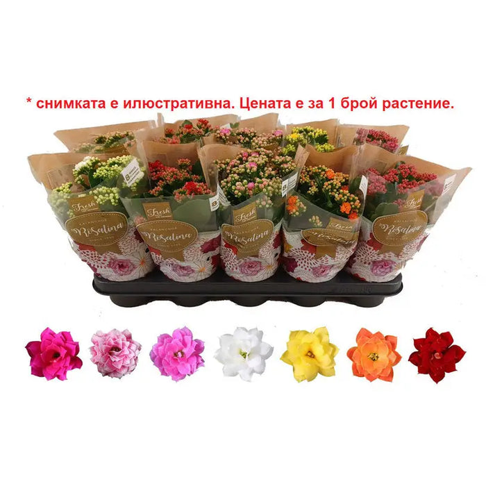 KALANCHOE ROSALINA F12CM - Цъфтящи растения<<<Стайни растения<<<Градина<<<Praktiker
