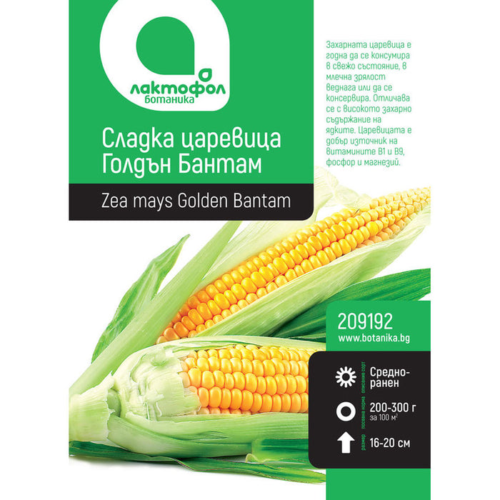 SWEET CORN SEEDS GOLDEN BANTAM LAKTOFOL BOTANICA