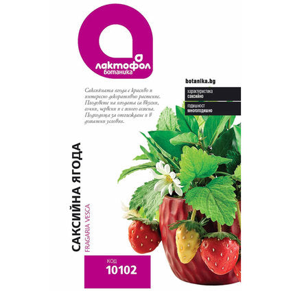 POTTED STRAWBERRY SEEDS LAKTOFOL BOTANICA