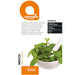 MINT SEEDS LACTOFOL BOTANIC - Семена<<<Семена луковици и разсад<<<Градина<<<Praktiker
