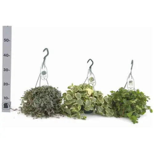 MIX HANGING PLANTS - Нецъфтящи растения<<<Стайни растения<<<Градина<<<Praktiker