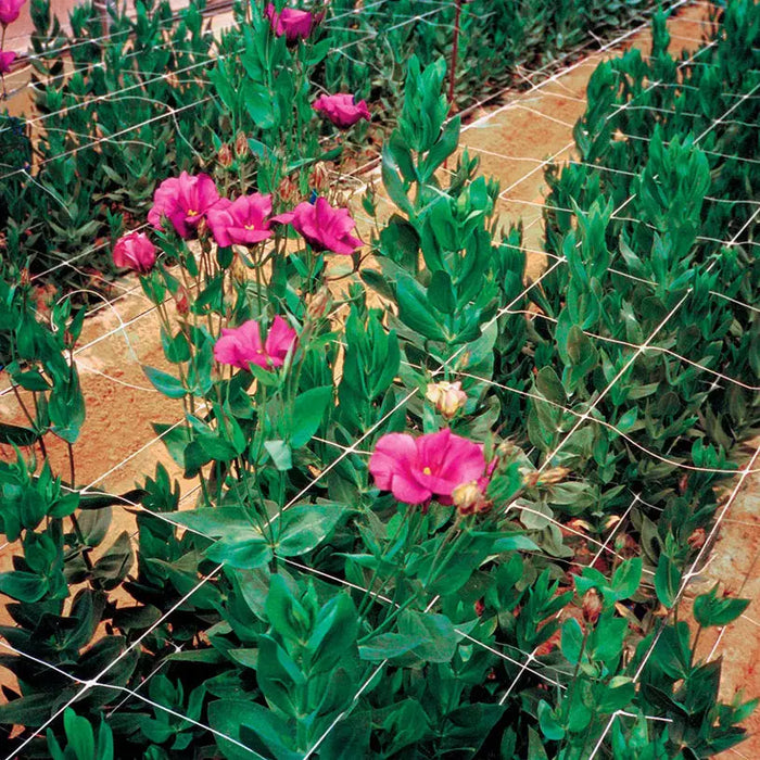 NETTING FOR WRAPING PLANTS 200CM TENAX HORTONOVA - Мрежи и покривала на метър<<<Мрежи и огради<<<Градина<<<Praktiker